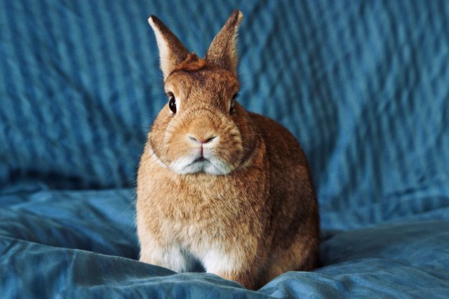 Close up of a rabbit on blue background