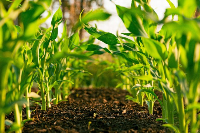 Plants sprouting