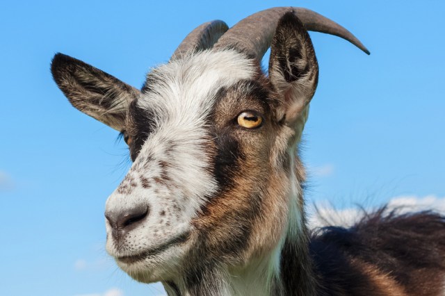 A goat with a blue sky background