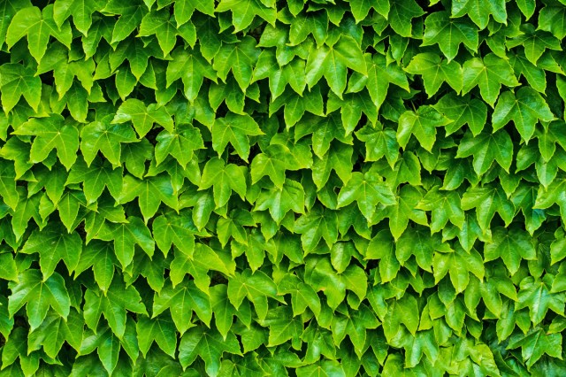 Ivy growing up a wall