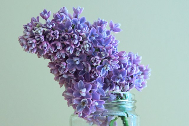 A group of purple flowers in a glass jar