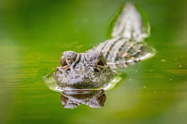 An alligator swimming