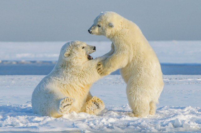 Polar bears playing on snow