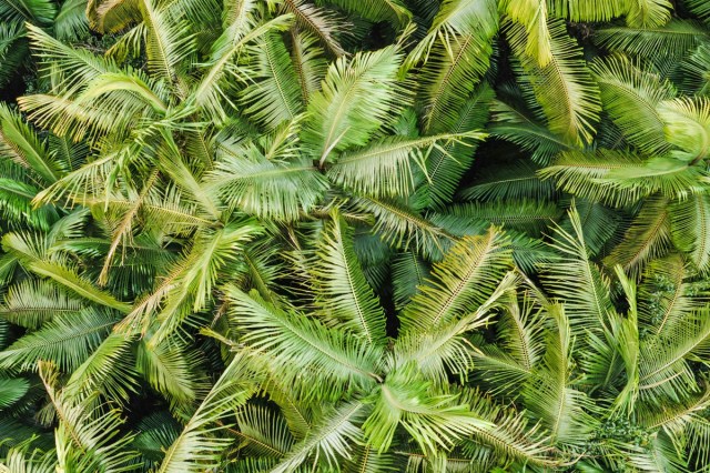 An aerial view of palm trees