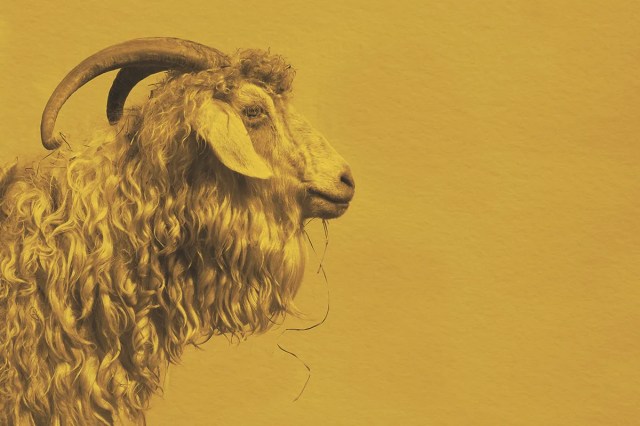 A ram