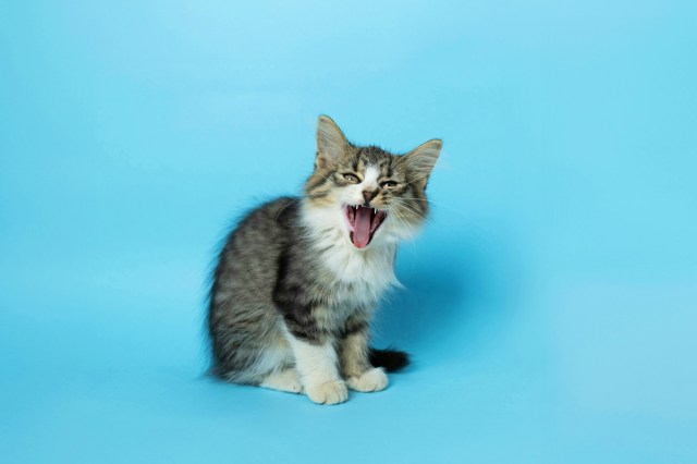 A kitten screaming 