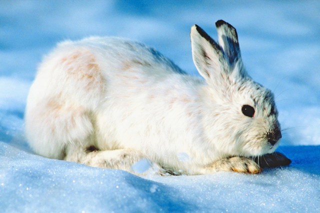 A white rabbit in the snow 