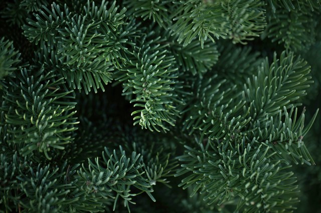 Close up of an evergreen tree