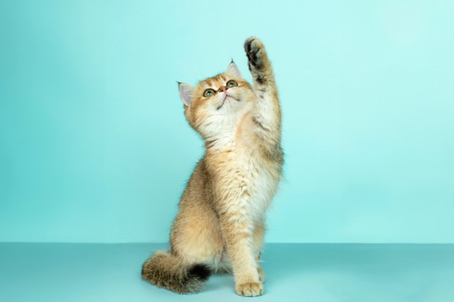 A cat reaching up for a toy