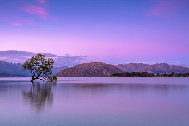 A calming scene of a tree in a lake during sunset