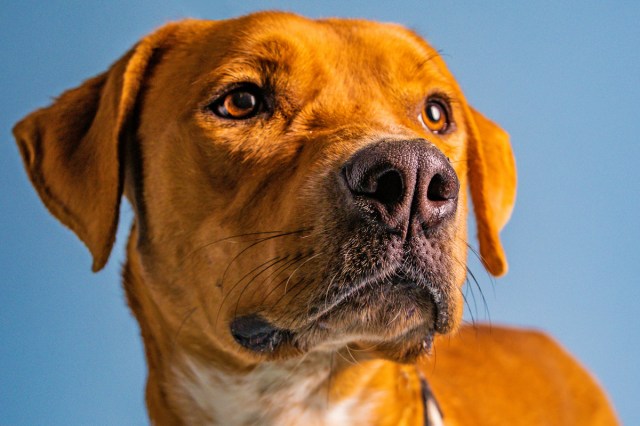 A close up of a dog on a blue background