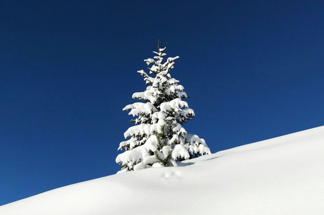 A single tree covered in snow on a hill