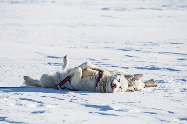 Two dogs dog sledding in Alaska